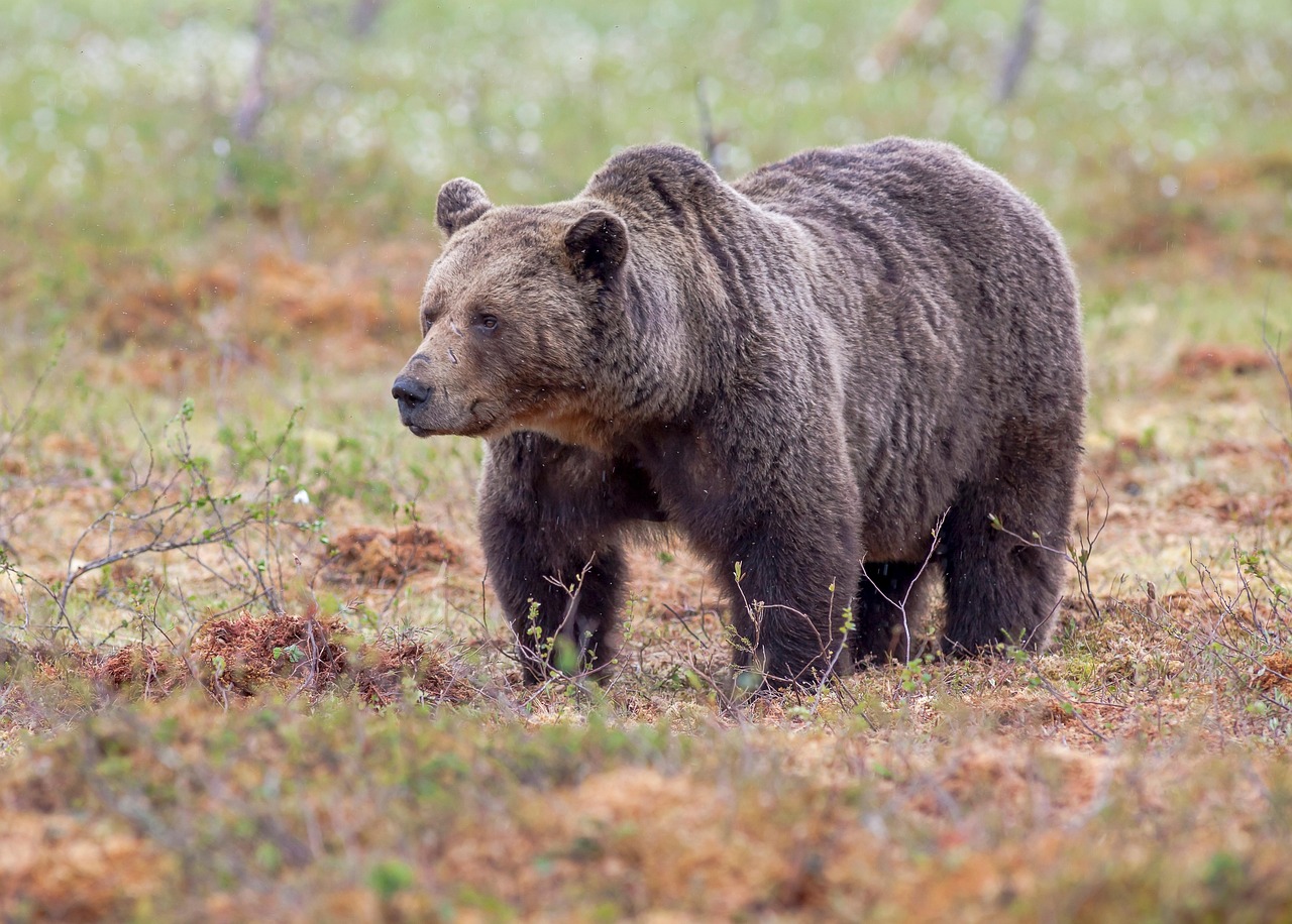 Sodišče ustavilo odstrel medvedov: Sodniki prepoznali tveganje za škodo