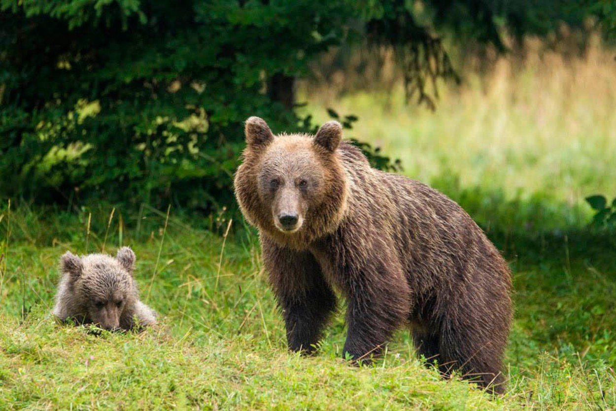 V Sloveniji bodo letos odstrelili 176 medvedov