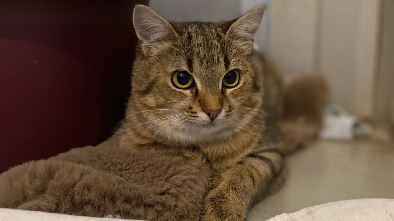 Buba vsak dan zaman čaka, da jo bo nekdo opazil: Nihče ji ne da priložnosti pokazati, kako čudovita je