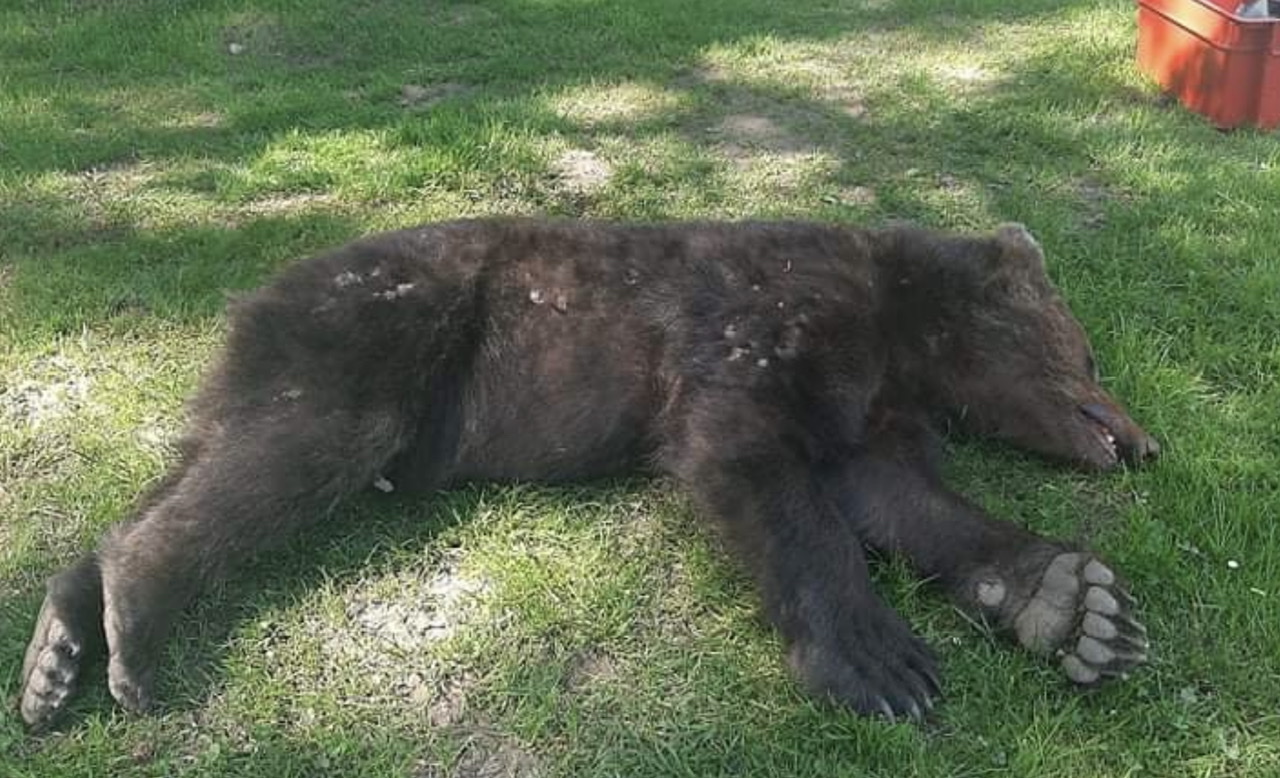 FOTO: V Halozah medved nevarno blizu naselja, lovec ga je pokončal