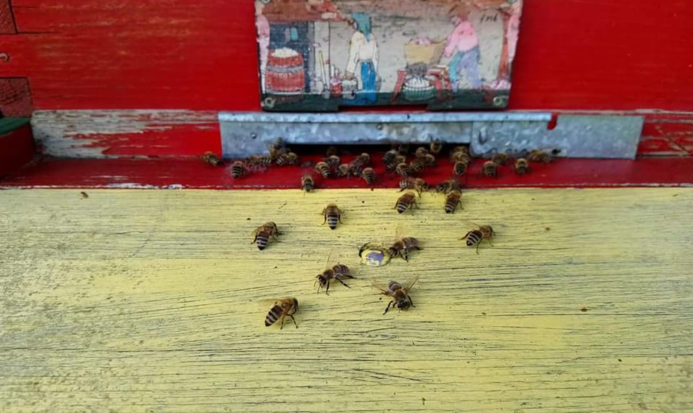 Današnji dan je posvečen čebelam