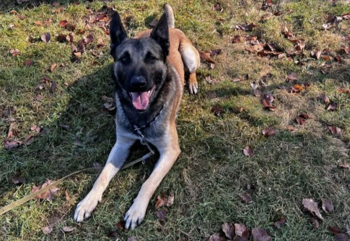 Aktiven, zvest in poln življenja: Cezar si želi le nekoga, ki ga bo imel za svojega