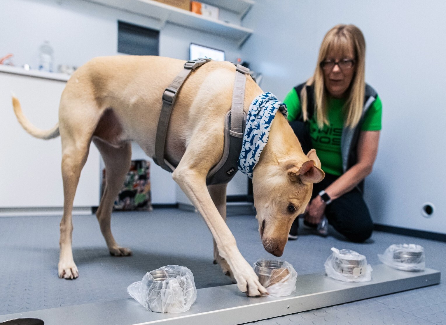 DNEVNA: V Sloveniji bodo izurili prvo pasjo enoto za odkrivanje covida