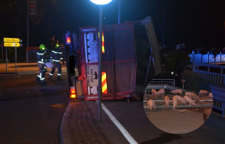 FOTO: Nesreča tovornjaka, policisti in gasilci na Štajerskem lovili pobegle prašiče