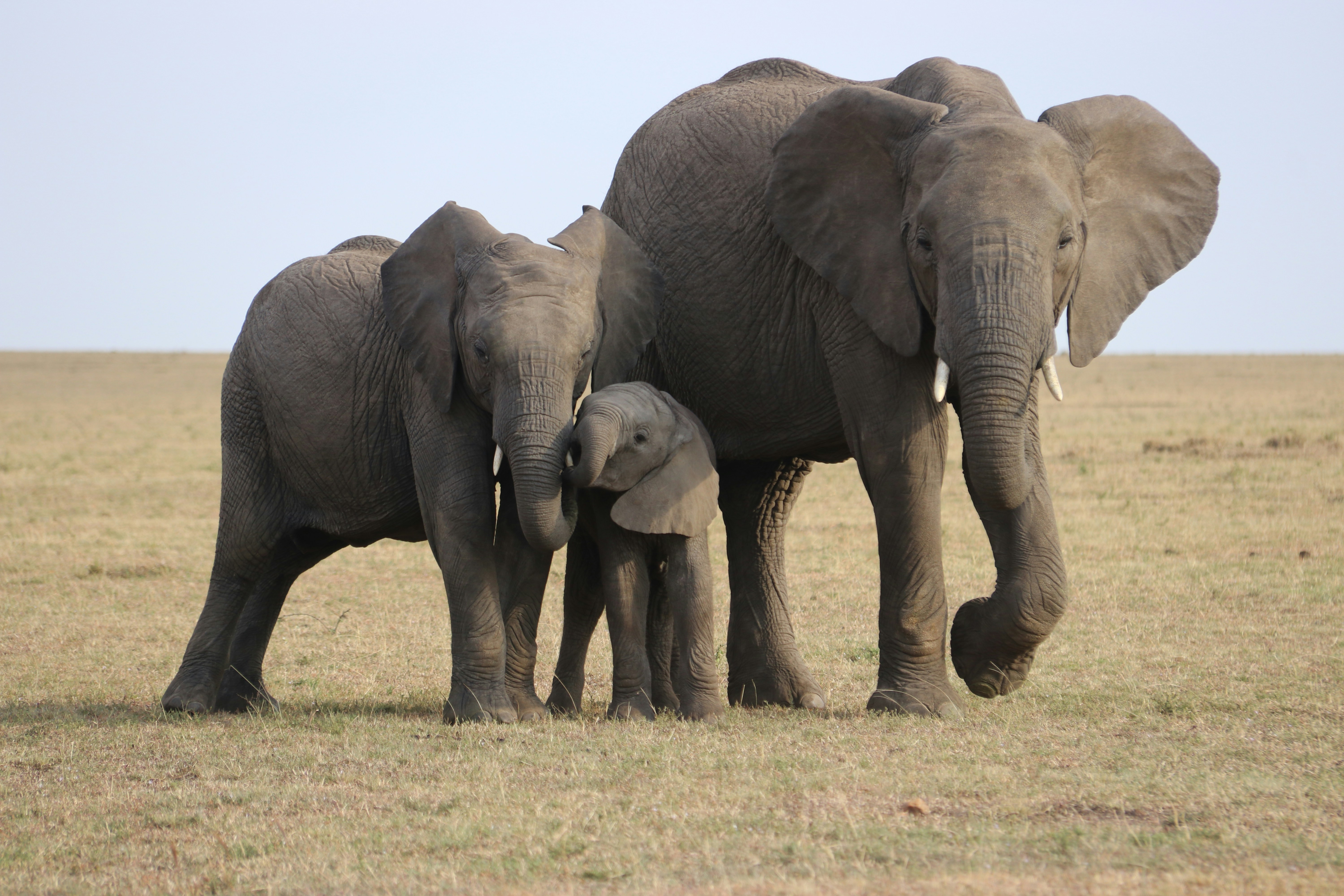Bocvana grozi, da bo Nemčija za 20.000 slonov bogatejša