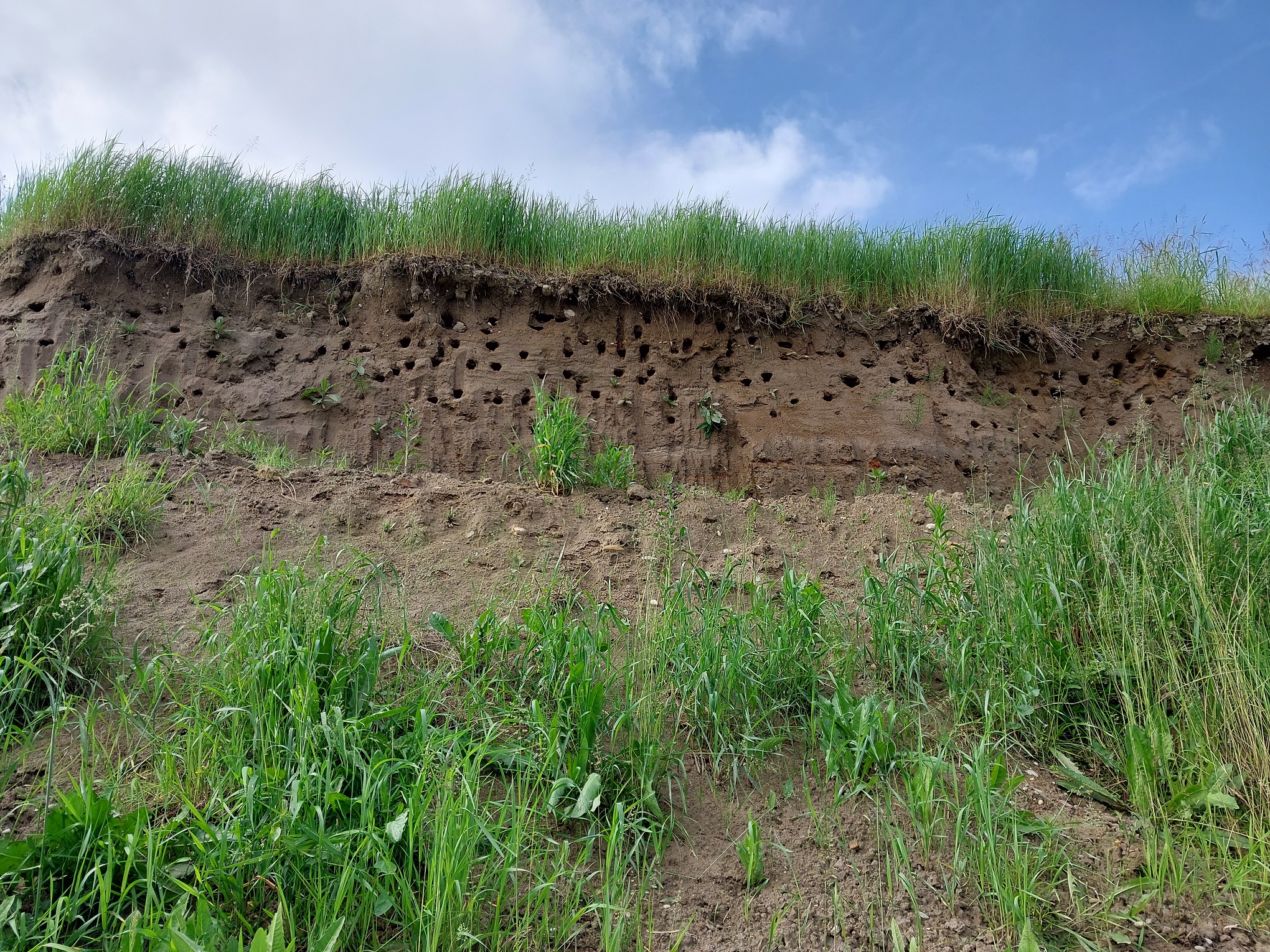 FOTO: Poplave odnesle tudi rekordno kolonijo teh lastovk