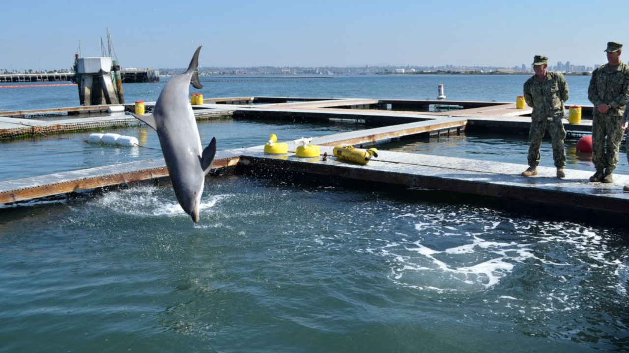 Ruska vojska naj bi na Krimu urila delfine