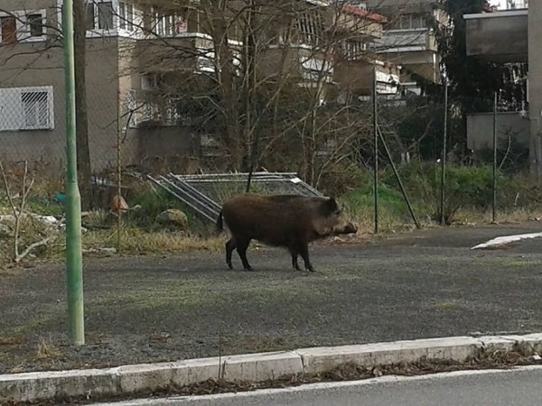 V Zagrebu na ulicah vedno več divjih svinj, ki uničujejo naokrog