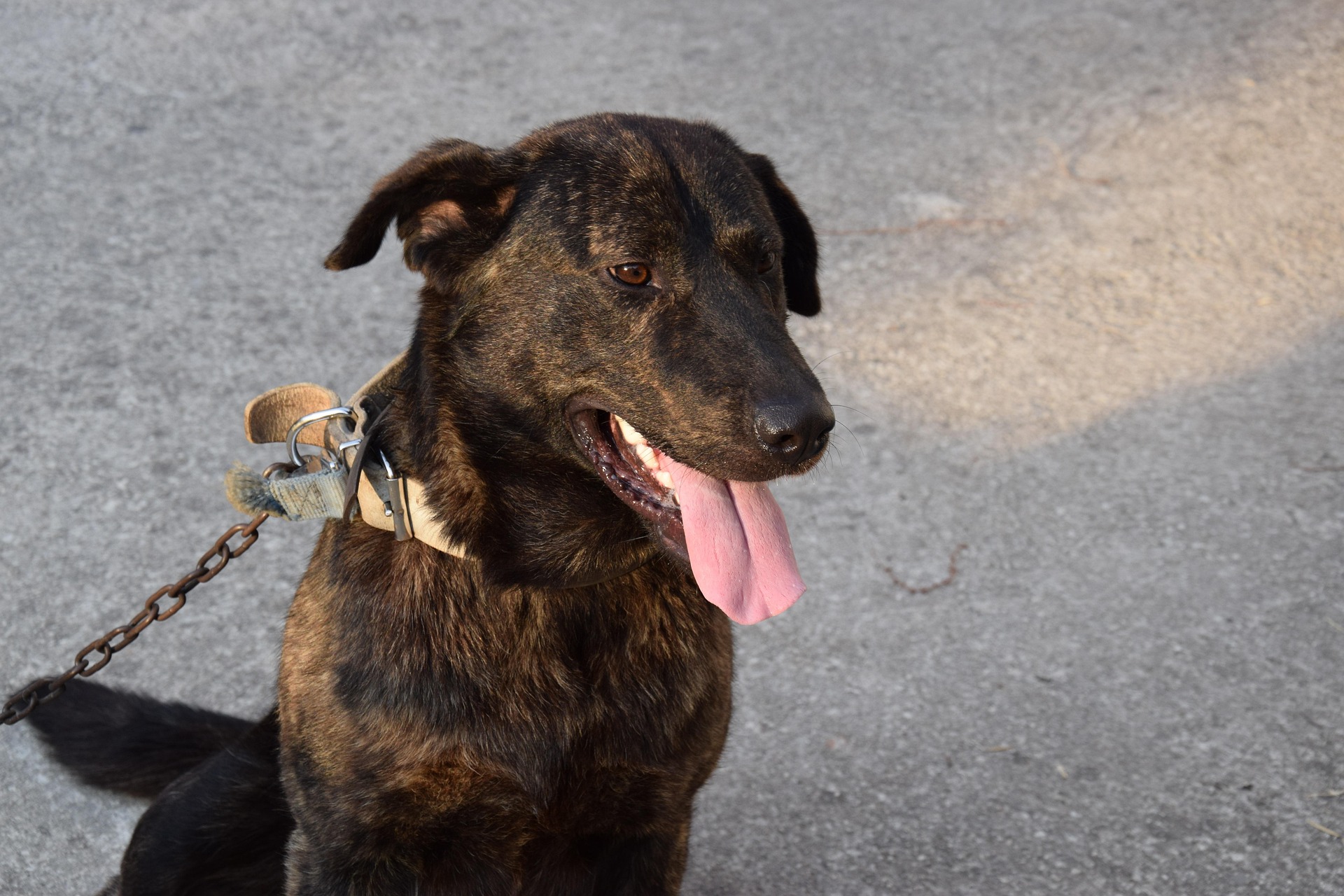 Odgovor veterinarja: Je pes srečnejši na 50-metrski verigi ali v šestih kvadratih?