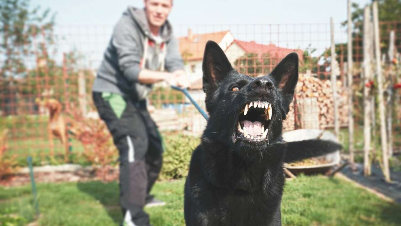 Pes ugriznil deklico, ko ga je presenetila med igro