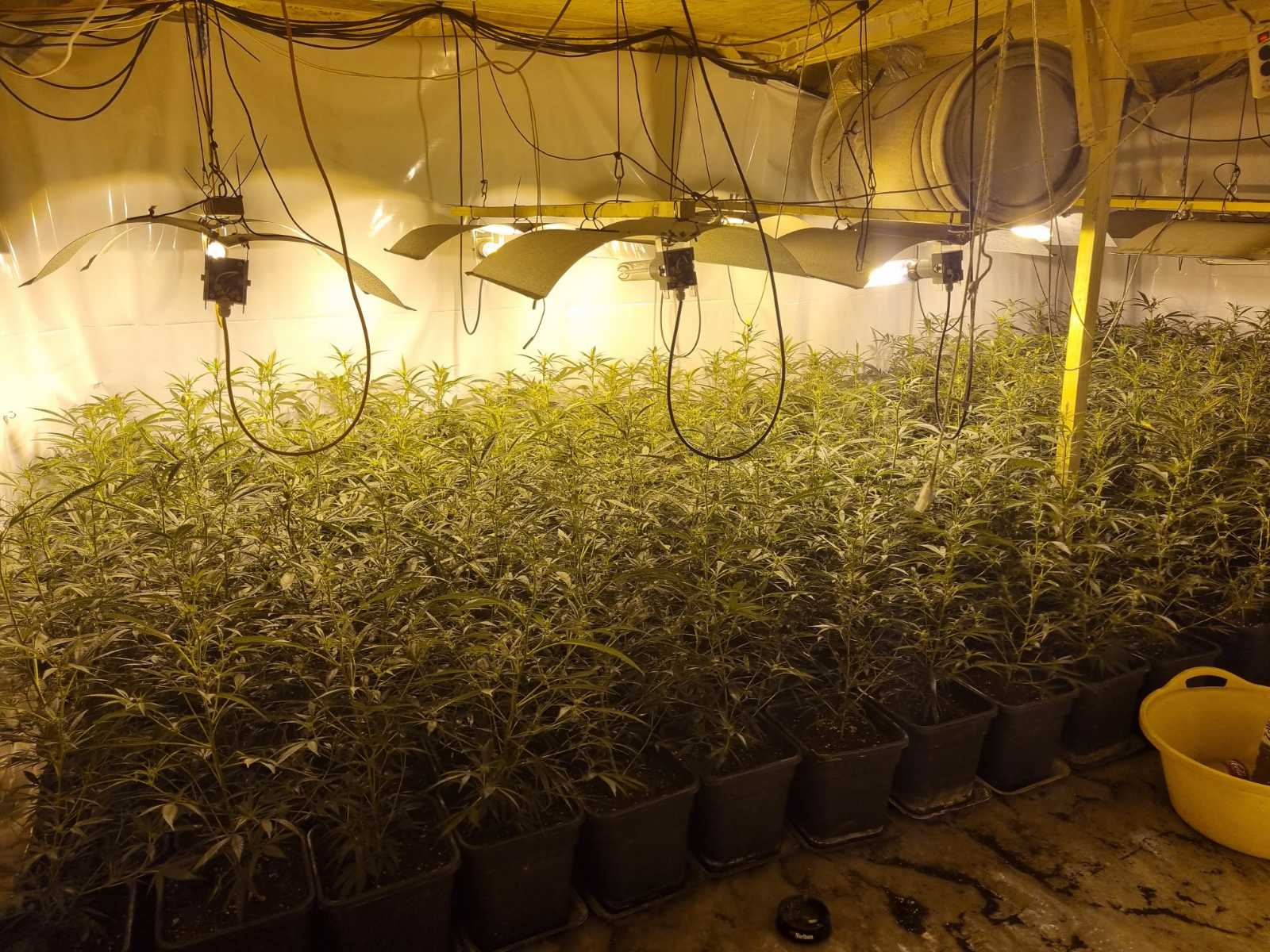 FOTO: 29-letnik v hiši gojil preko 250 rastlin konoplje