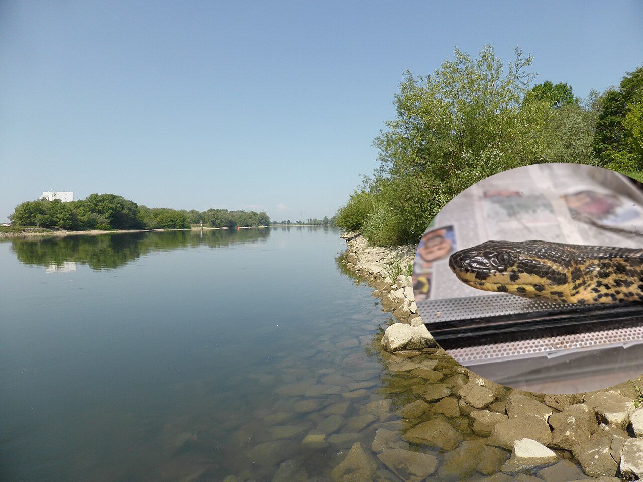 Našla jo je sprehajalka: Nihče ne ve, kako je anakonda končala ob Donavi