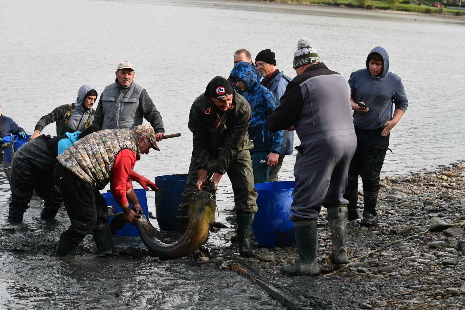 FOTO: Velik izlov rib iz Perniškega jezera, somi težki tudi 30 kilogramov