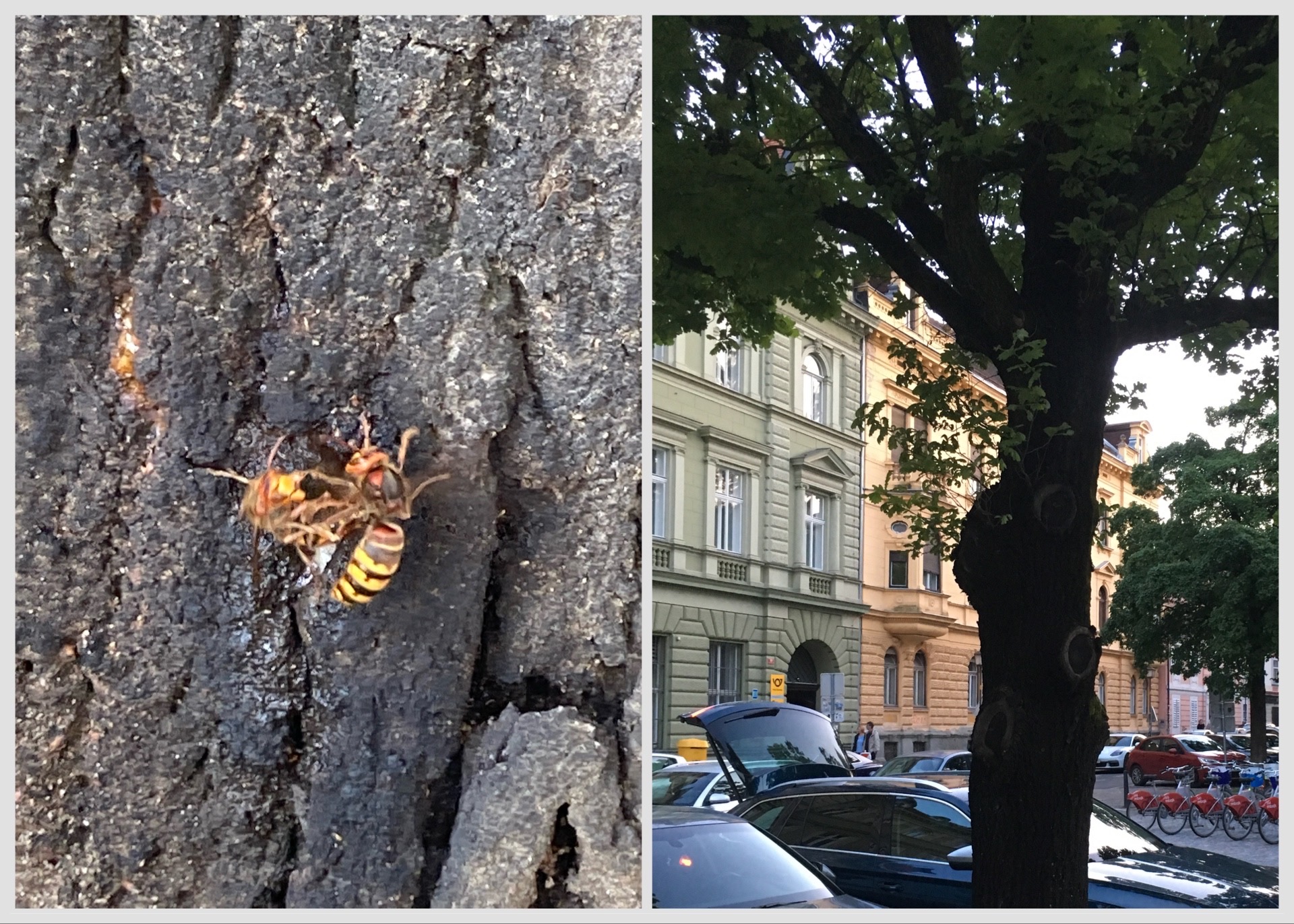 Pojavili so se sršeni na Slomškovem trgu v Mariboru