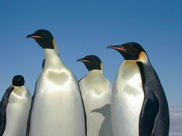 Množični pogin mladičev pingvinov znanilec podnebnih sprememb