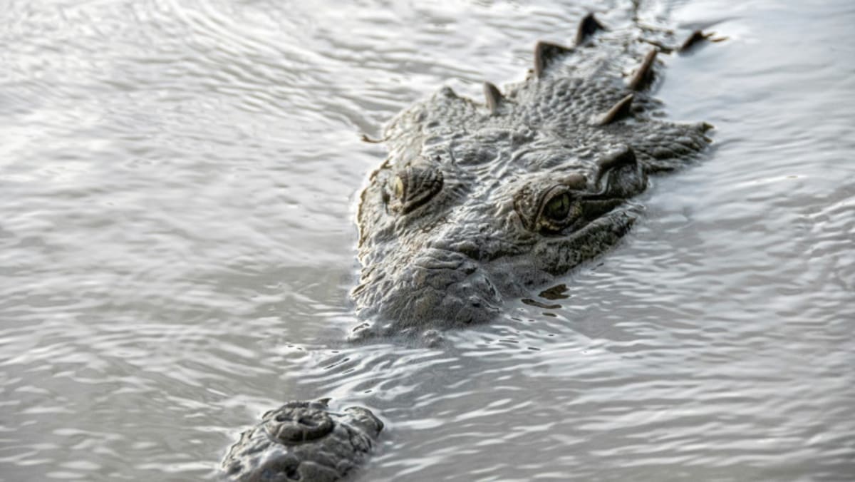 VIDEO: Zaradi poplav po mestu plava več kot 70 krokodilov