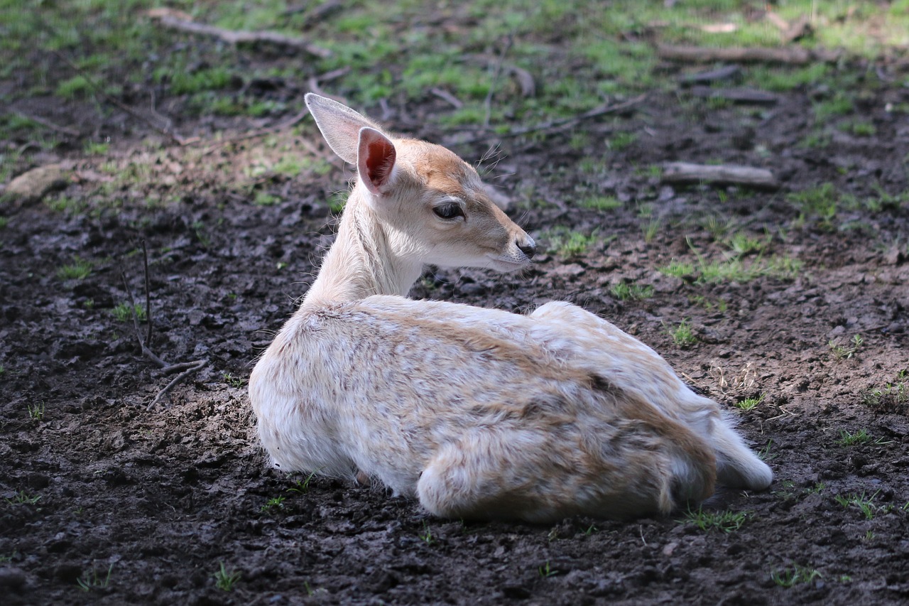 Kaj se zgodi, če se dotaknete mladiča v naravi?