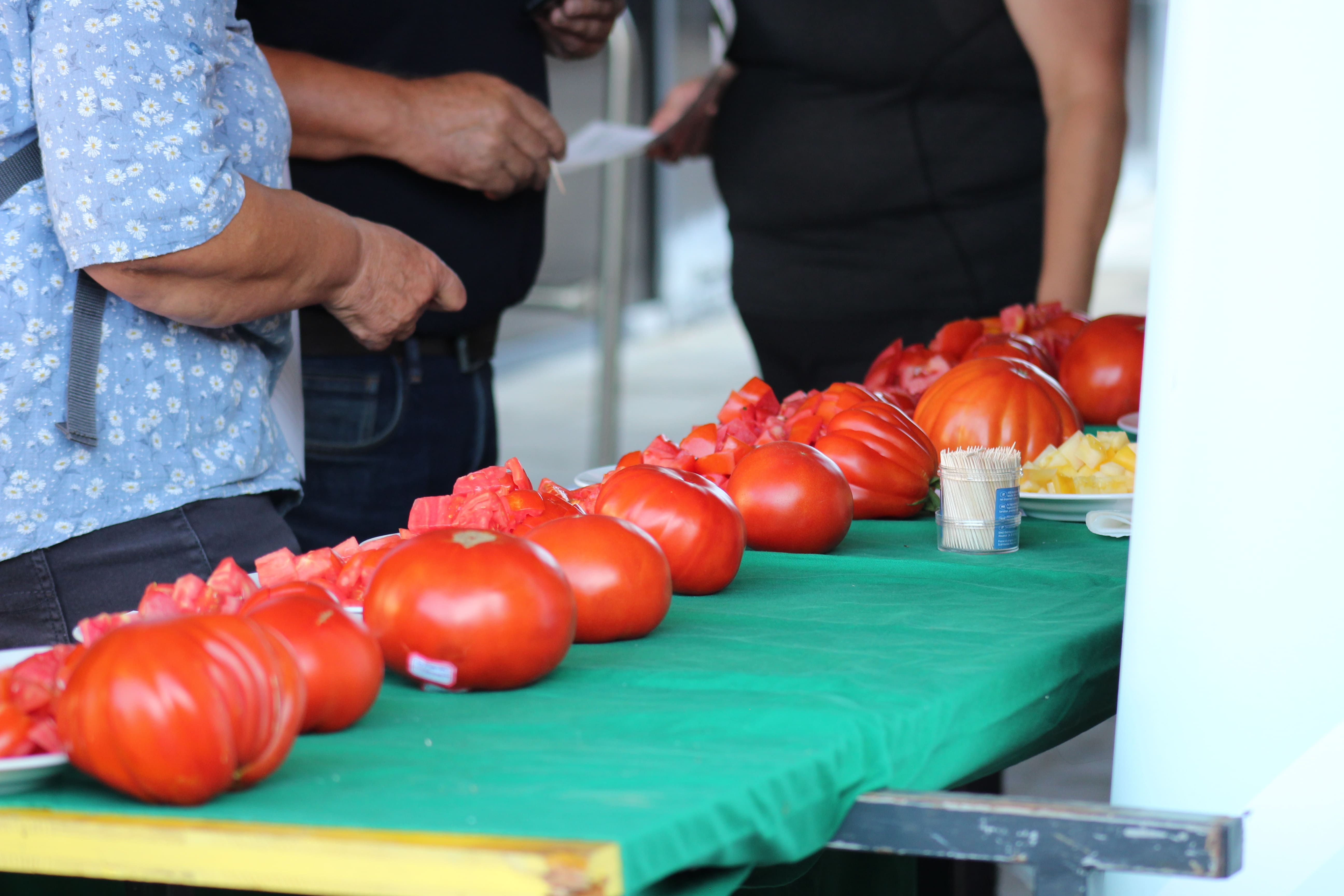 Če imate doma paradižnik težji od 700 gramov, vas v Mariboru čaka nagrada