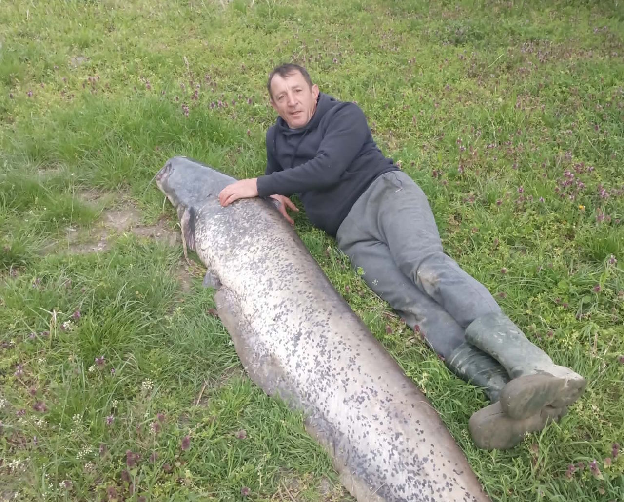 Epski ulov: Iz Drave potegnil 210 cm dolgega in 57 kg težkega soma (FOTO)