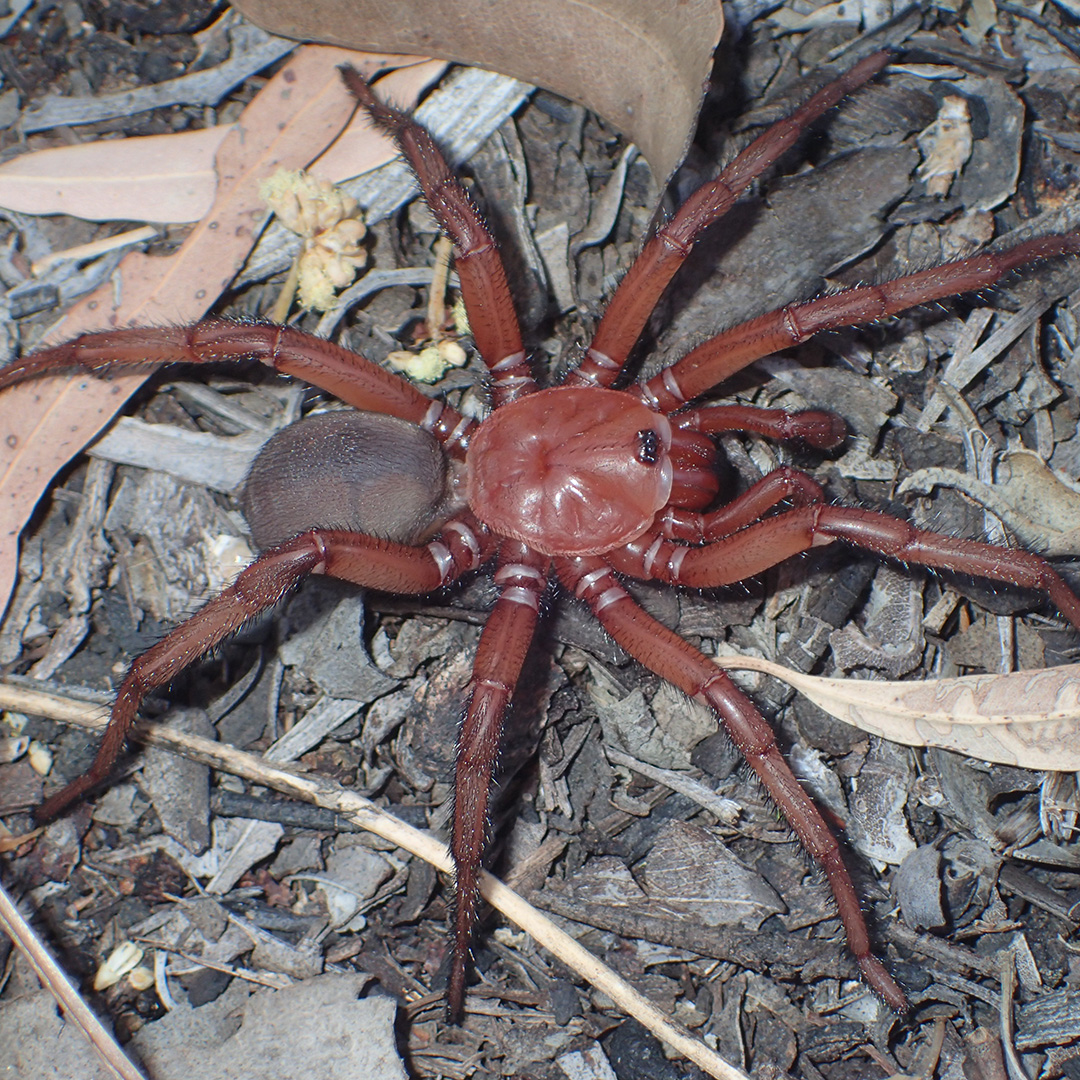 V Avstraliji odkrili novo in redko vrsto orjaškega pajka