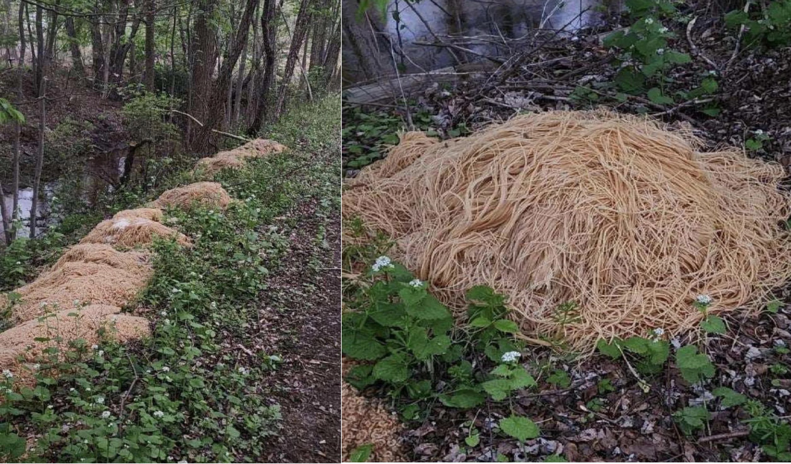 FOTO: V gozdu našli ogromno količino skrivnostno odvrženih testenin