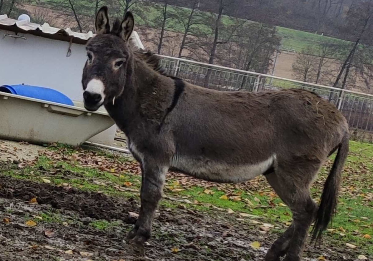 Pod drobnogledom policije se je znašel Kanglerjev osliček