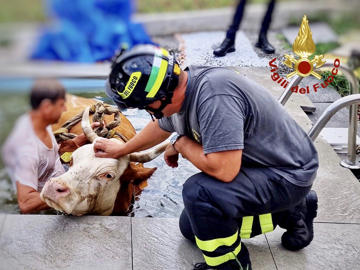 Italijanski gasilci na pomoč priskočili kravi, ki je zdrsnila v bazen