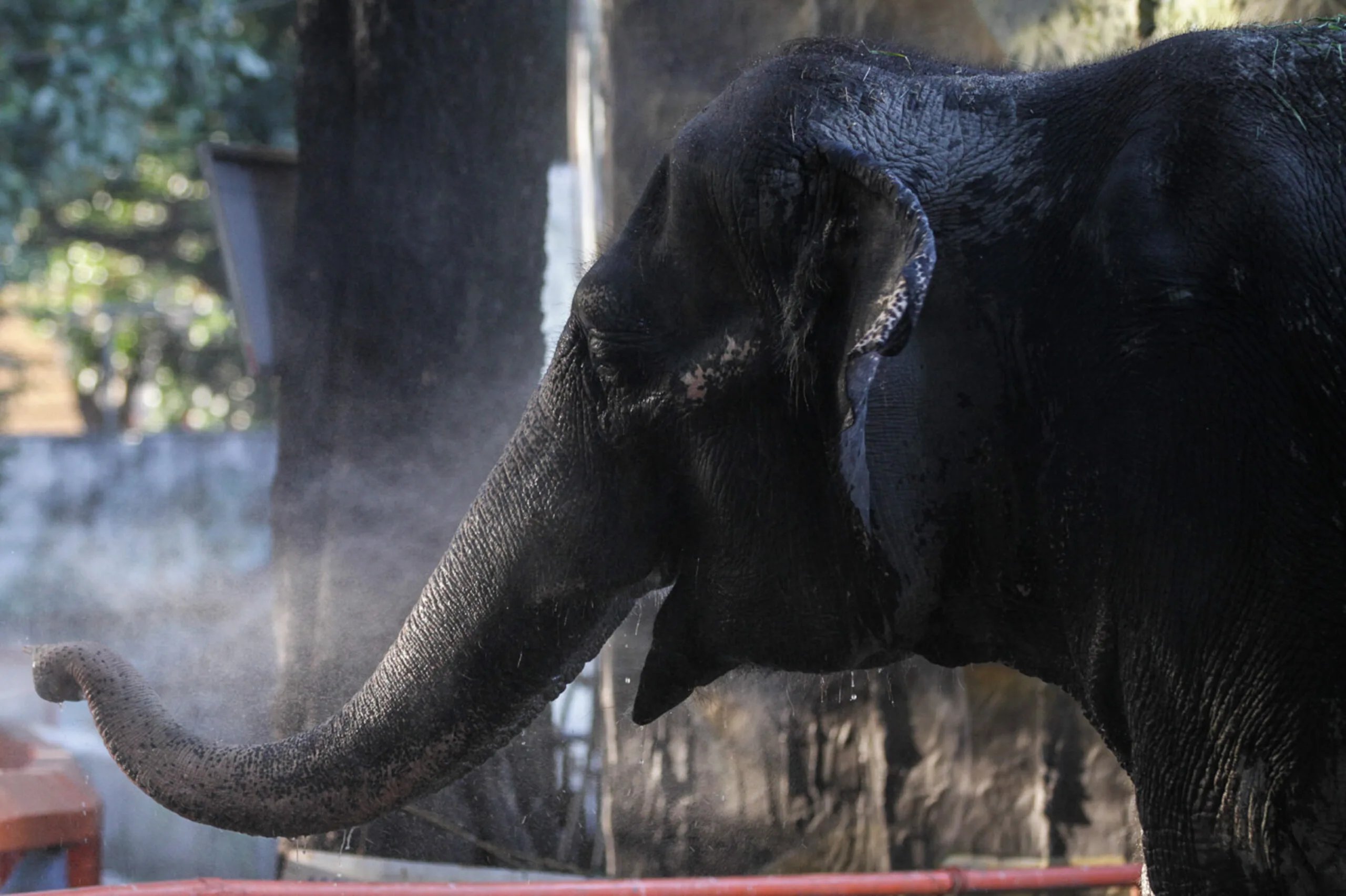 Poginila najbolj žalostna slonica na svetu: &#8220;Mali, zaslužiš si veliko več&#8221;