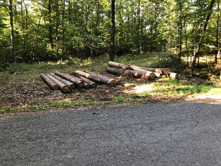 44-letnik umrl v lastnem gozdu, ko se je nanj skotalil hlod