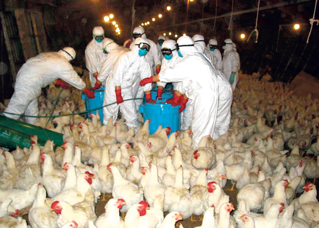 Na Štajerskem potrdili že drugi primer ptičje gripe H5N1
