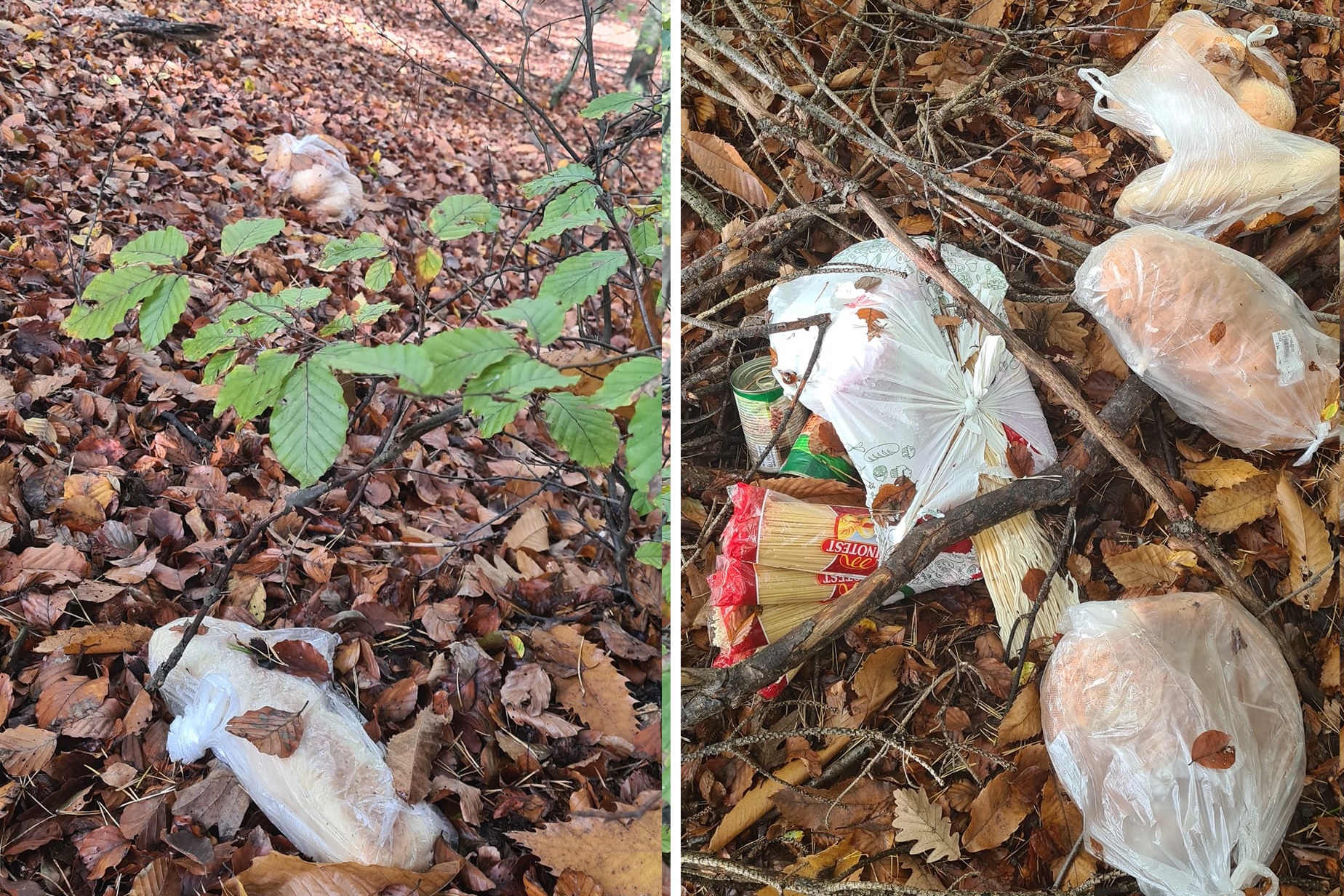 FOTO: Hrana, namenjena najbolj ogroženim, raztresena po gozdnih tleh