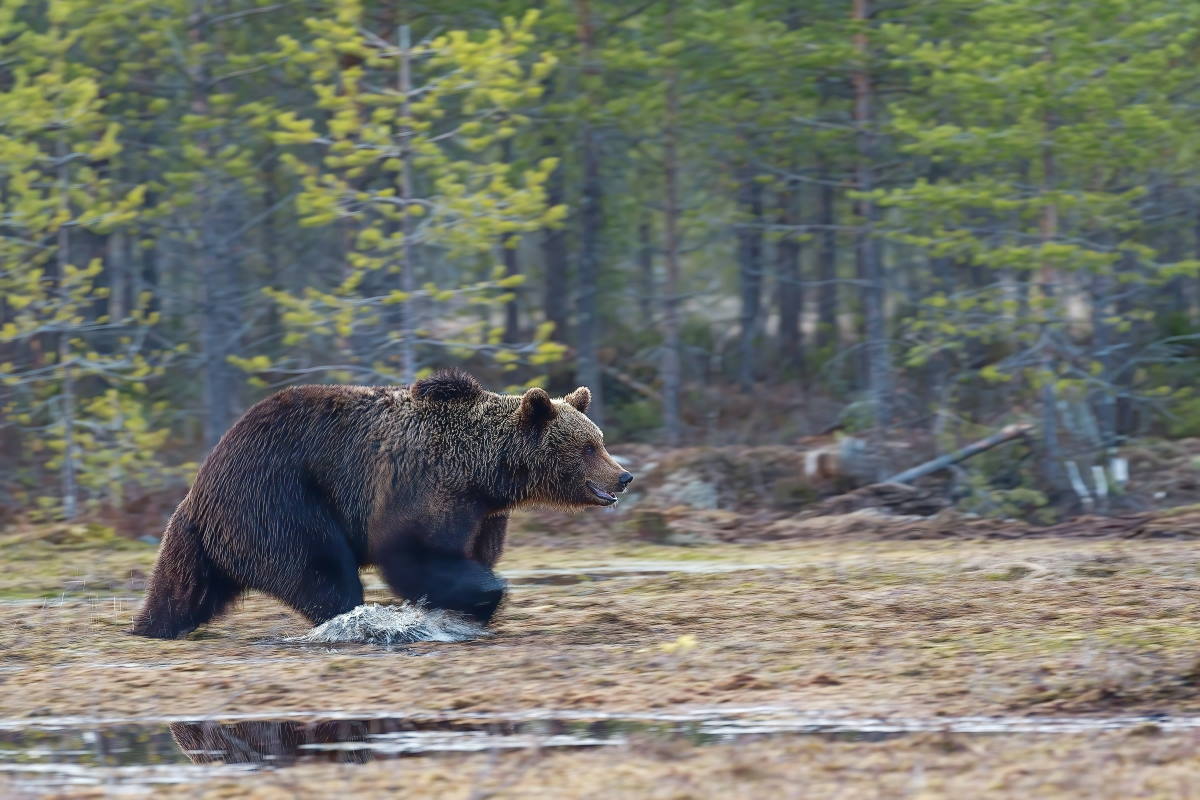 Medved napadel pohodnika in gobarja