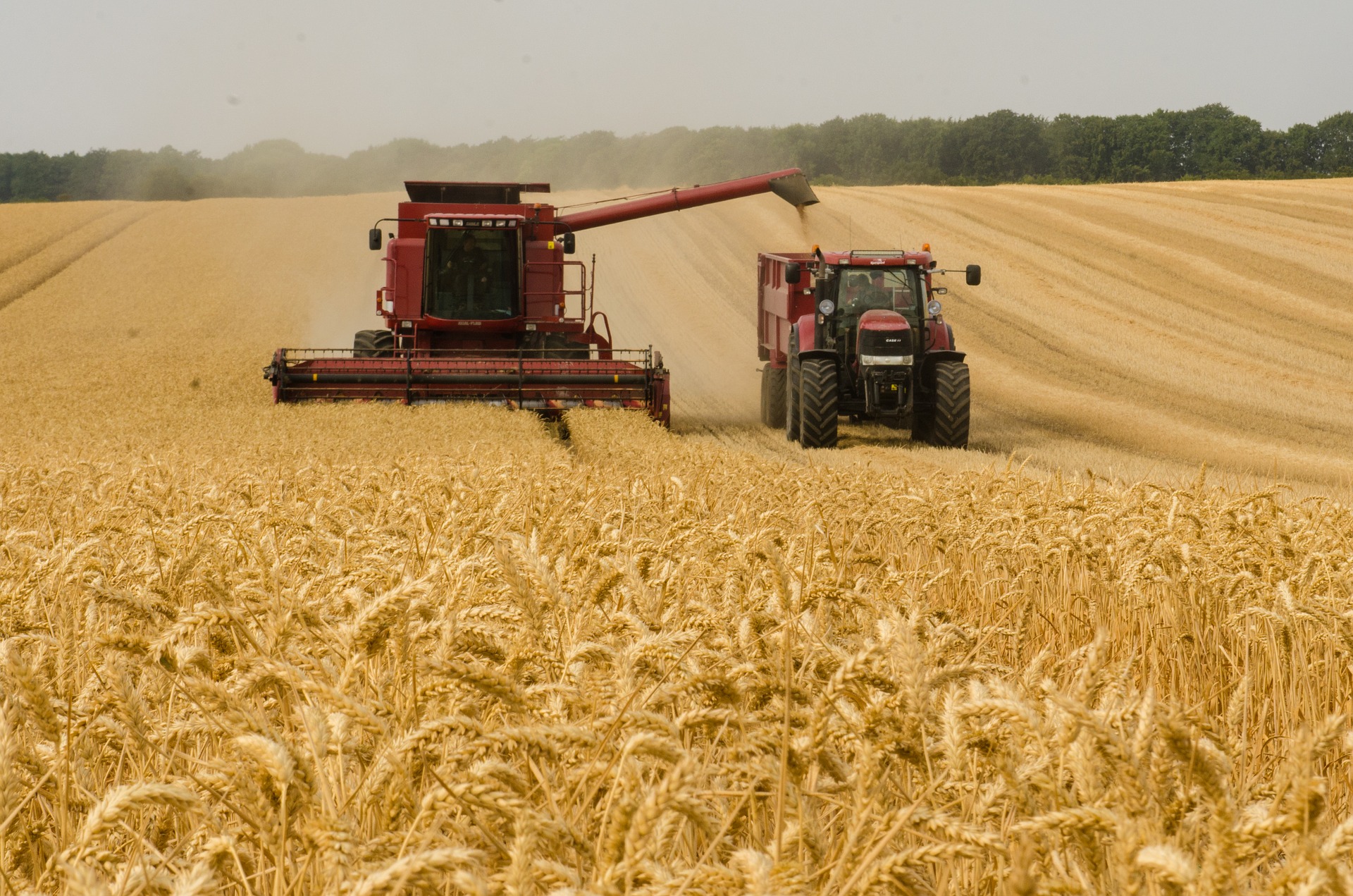 VIDEO: Ukrajina trdi, da so Rusi ukradli 1,5 milijona ton žita, kar ogroža svetovno oskrbo s hrano