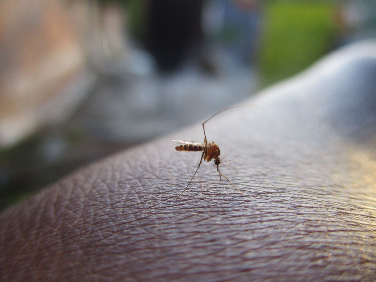 Presežen mejnik 1000: Virus zahodnega Nila še vedno v porastu