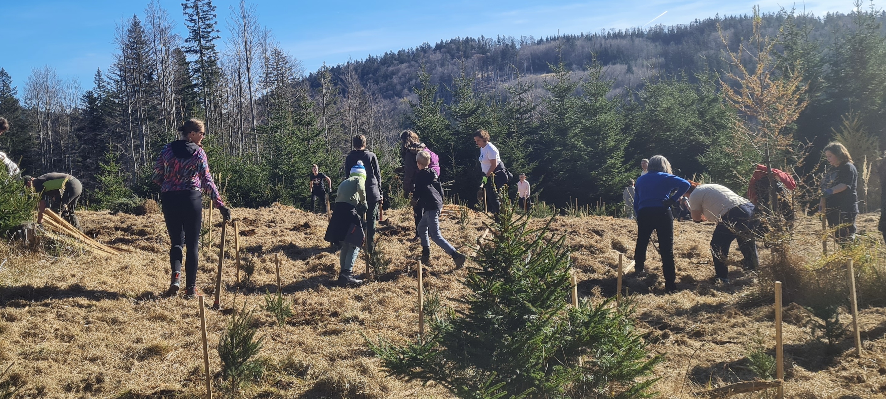 Pohorje bogatejše za 1000 smrek: Janja Garnbret in prostovoljci sadili mlade smreke