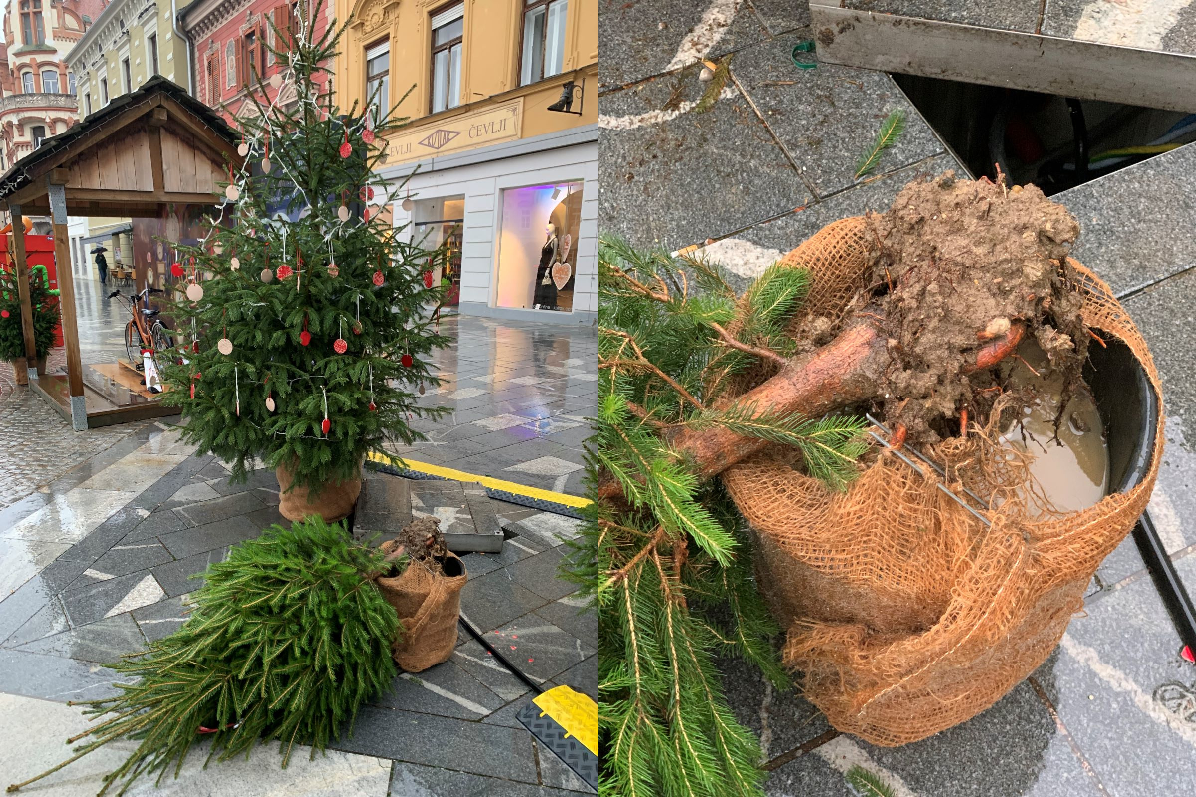 FOTO: Hortikulturno društvo Maribor opozarja na vandalizem v prazničnih dneh