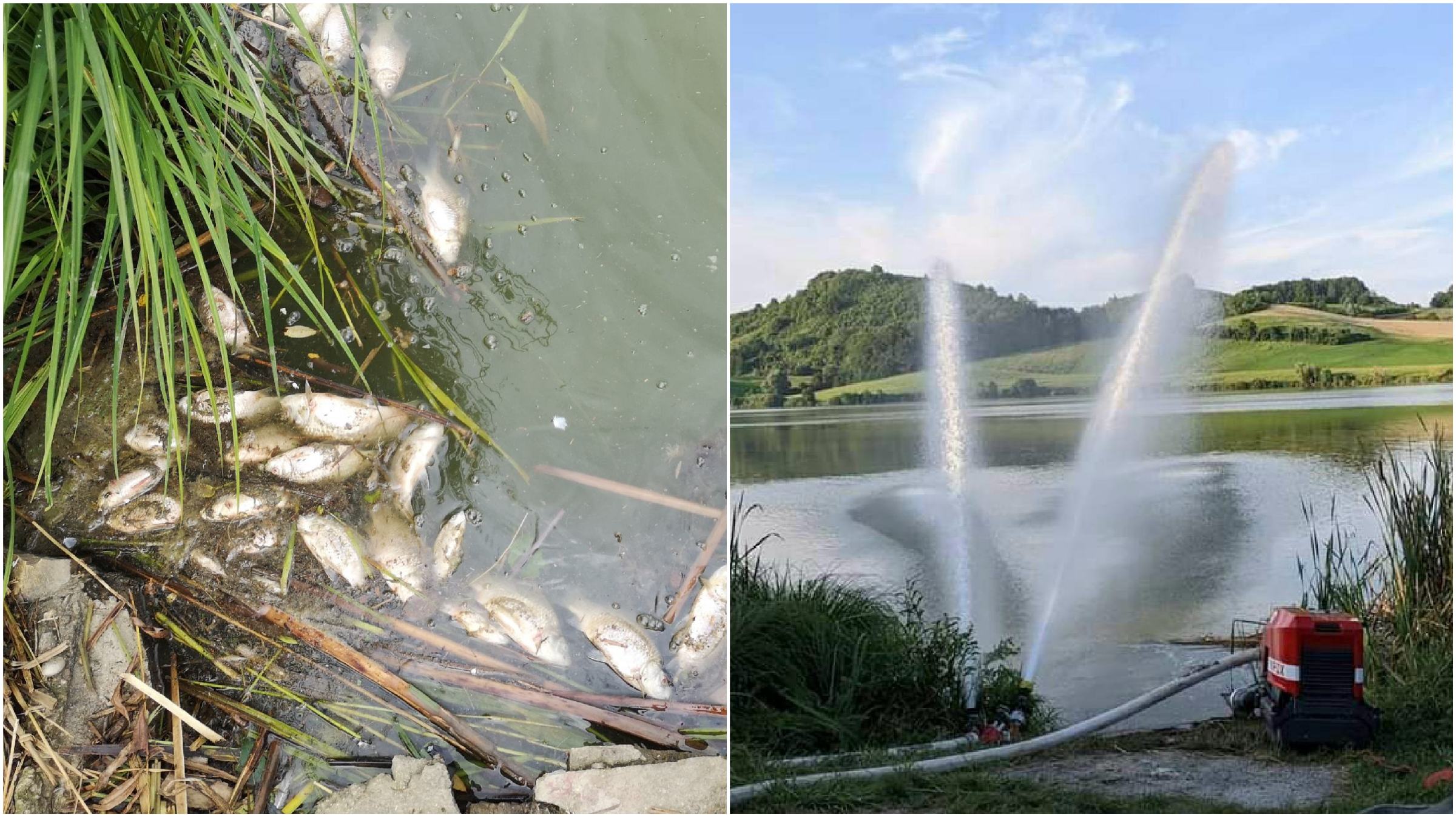 DNEVNA: Alge v Perniškem jezeru krive za nov množični pogin rib