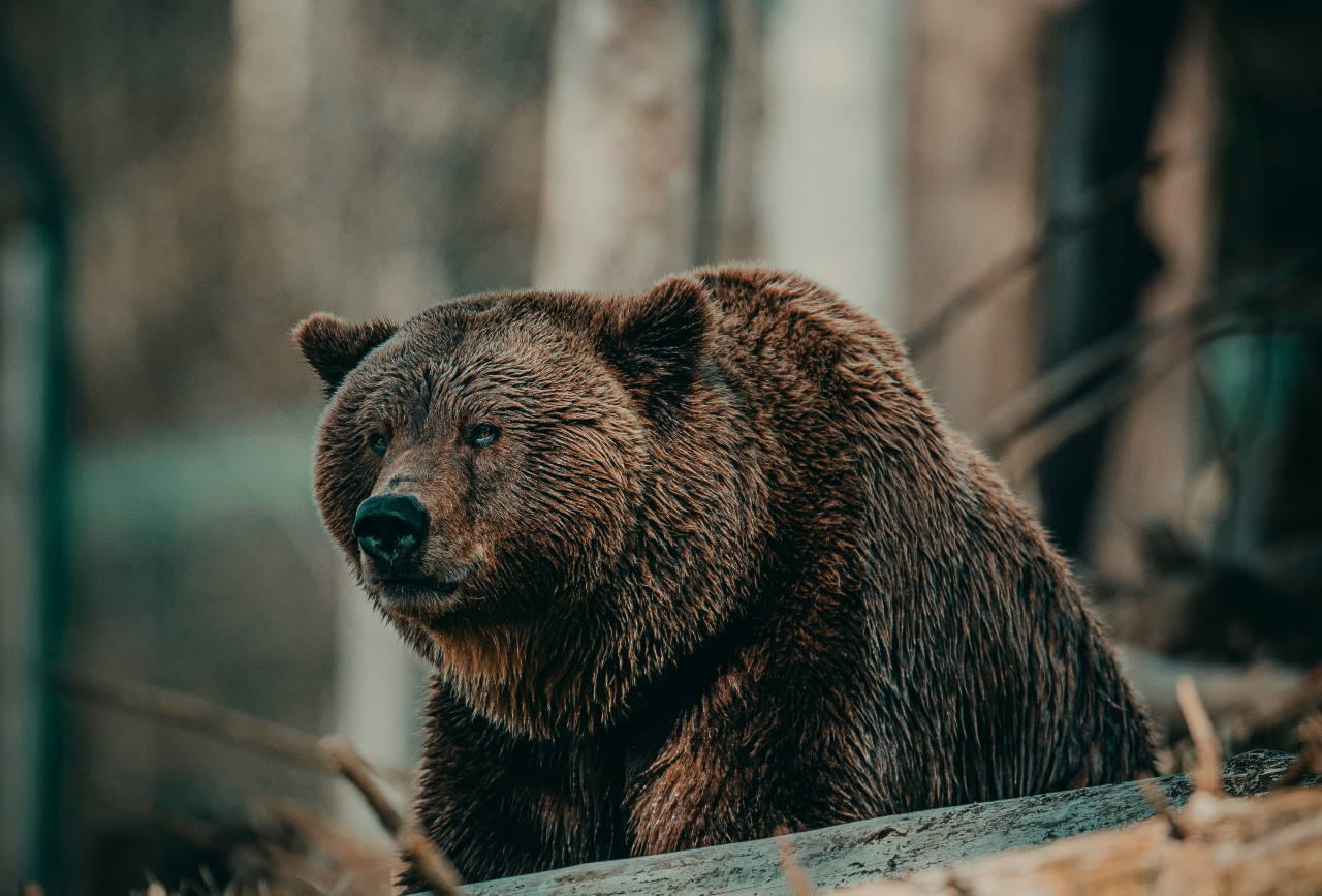 Groza v gorah: Medved napadel par, ženska umrla