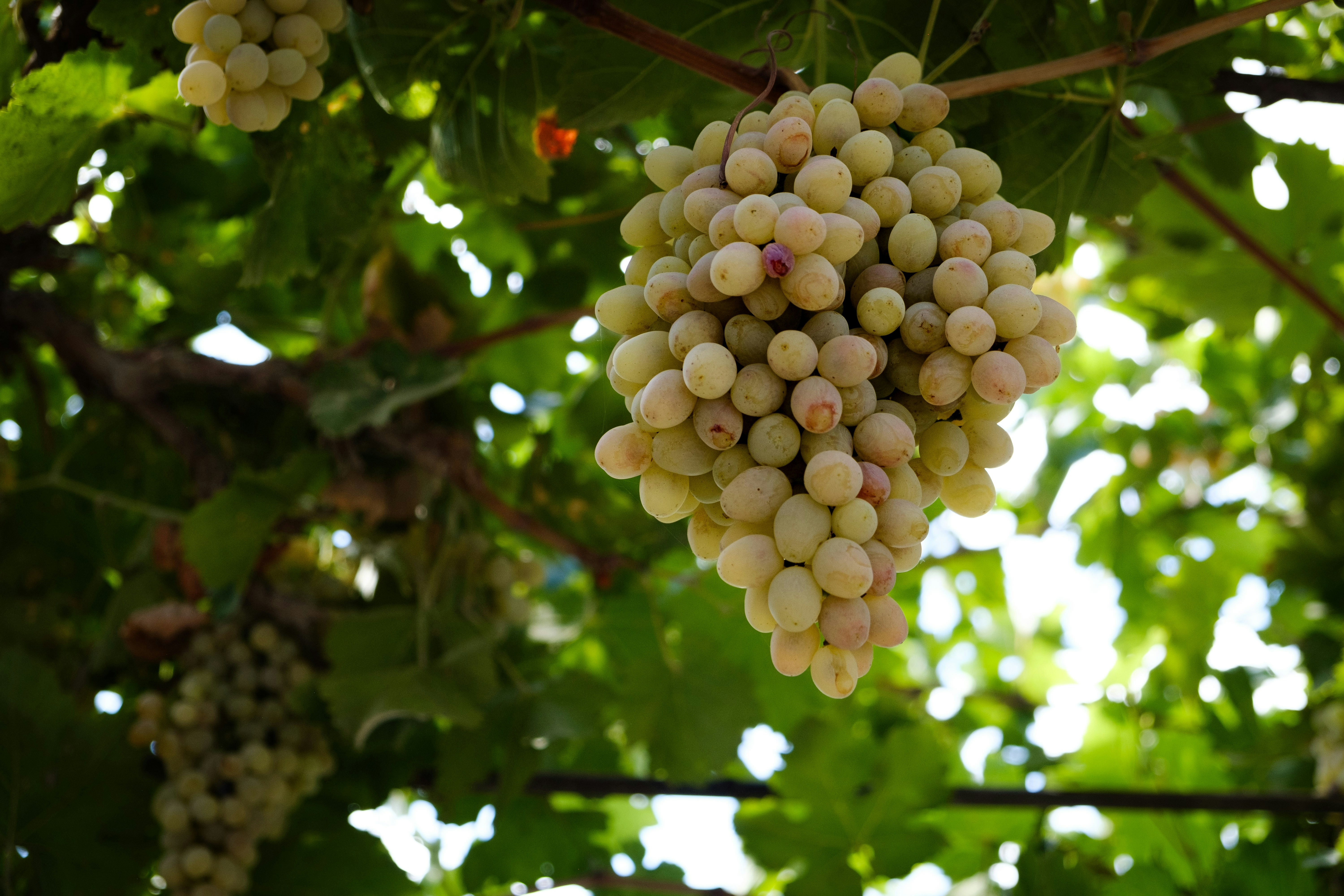 Sladko, okusno in slastno za vino: Ste poznali te neverjetne vrste grozdja?