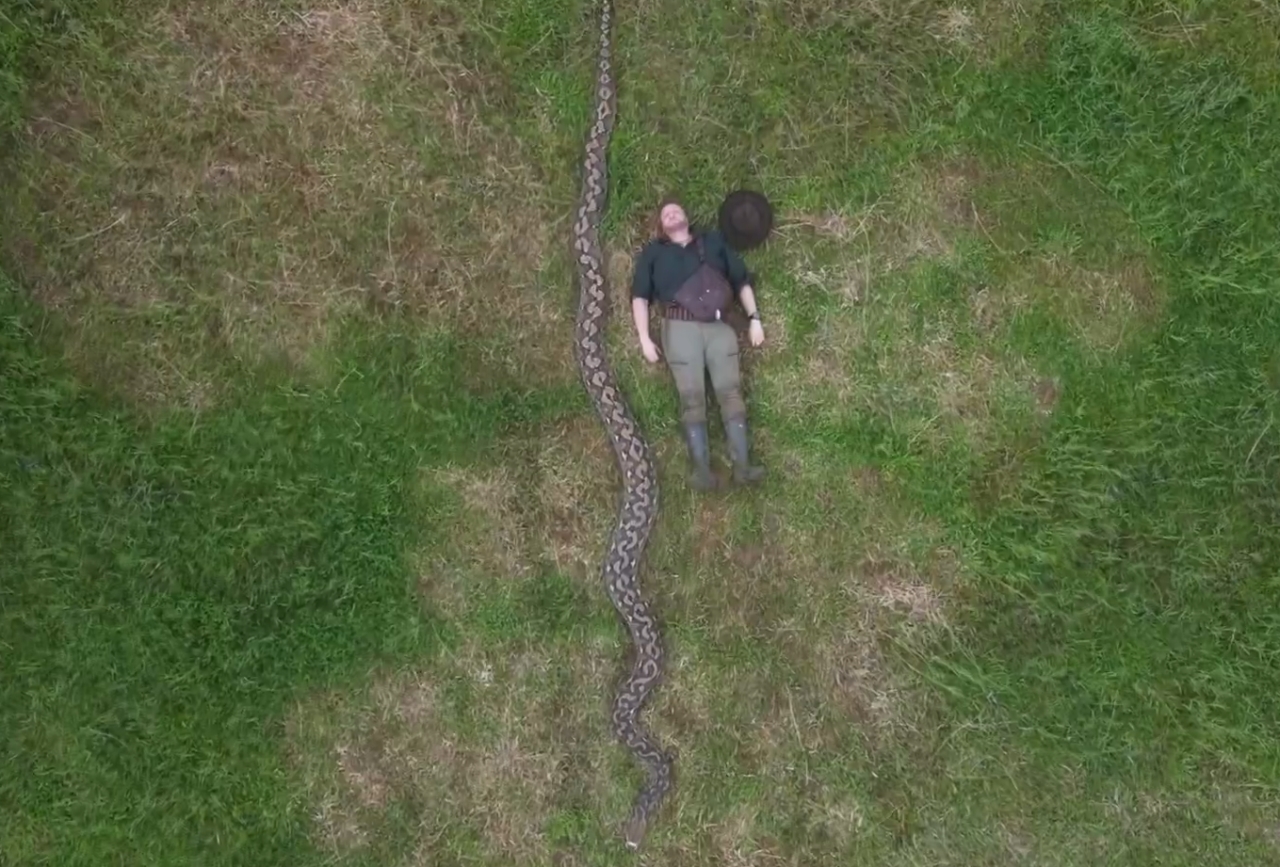 Strokovnjaki niso verjeli meritvi: Našli najdaljšo kačo na svetu, daljša je od avtobusa