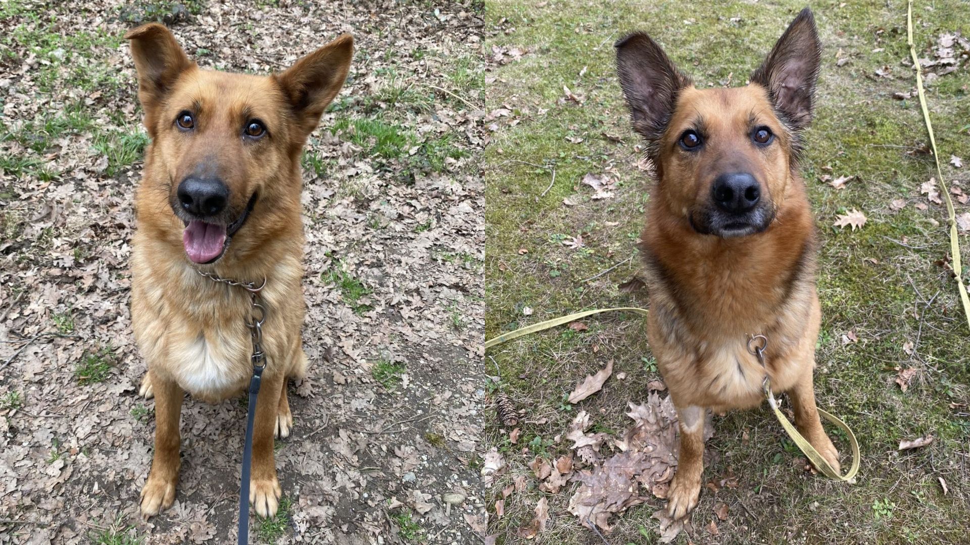 Kdo ju je zapustil? Kan in Runo sta sama tavala po ulicah, zdaj iščeta nekoga, ki ju ne bo