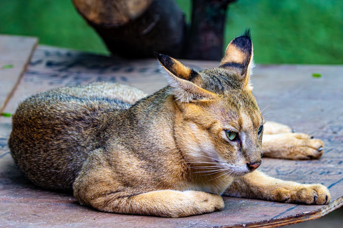 Vlada zaostruje pravila: eksotični hišni ljubljenčki bodo v kratkem prepovedani