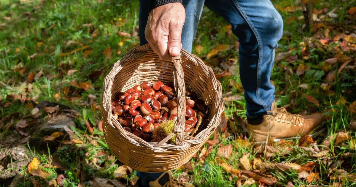 Pazljivo, ta napaka pri nabiranju kostanja vas lahko stane kar do 400 evrov