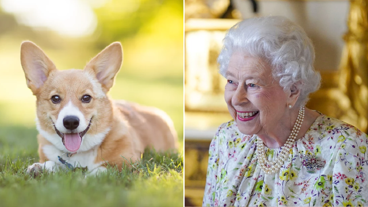 Sedaj je znana usoda psov britanske kraljice Elizabete II.