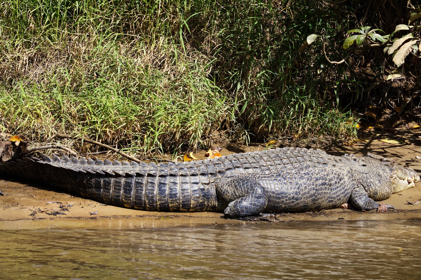 Za boj proti nezakonitim priseljencem bi uporabili krokodile in kače