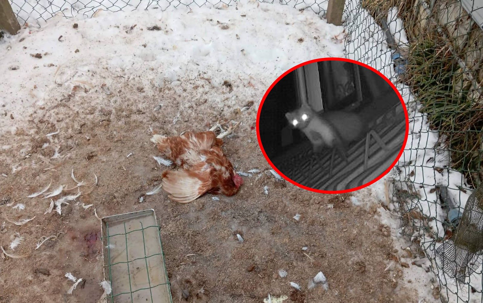 Nočni plenilci v kurnikih: Strokovnjak pojasnil, zakaj kune ubijejo več kot pojedo