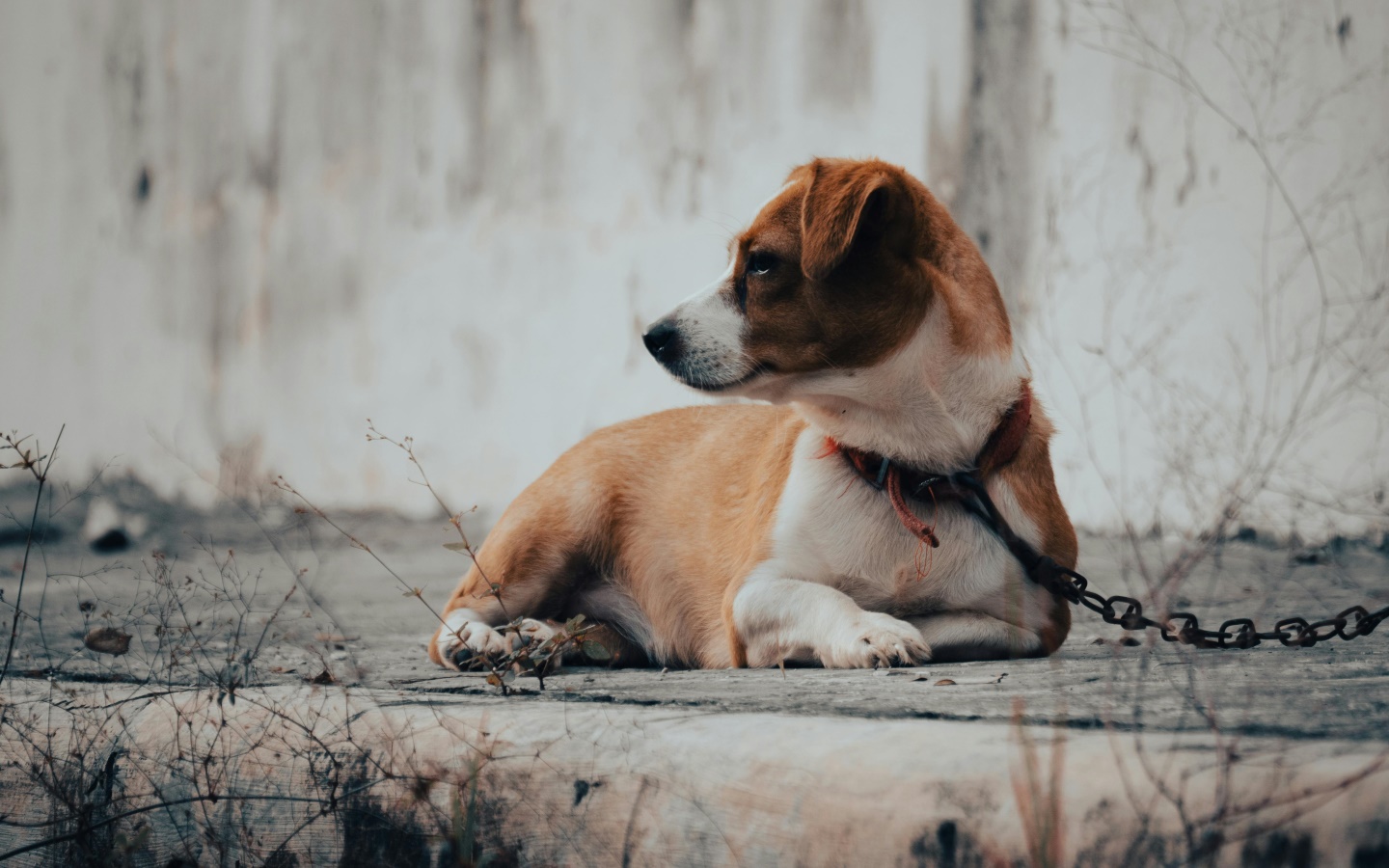 Trajno privezovanje psov v domačem okolju od danes prepovedano
