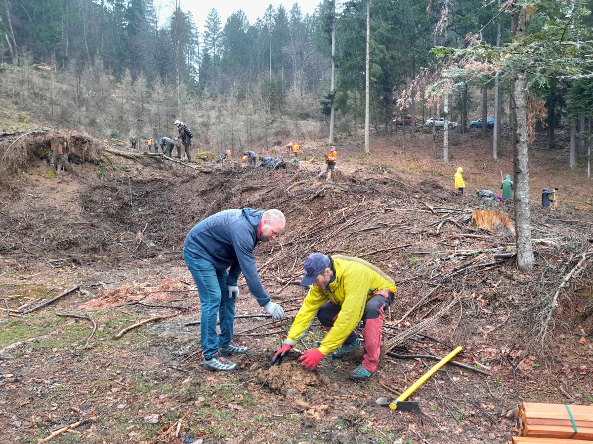 FOTO: V Lovrencu pridni prostovoljci posadili 2 tisoč sadik dreves
