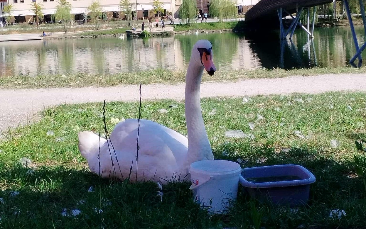Labodka Oli uspešno okreva po zastrupitvi in operaciji