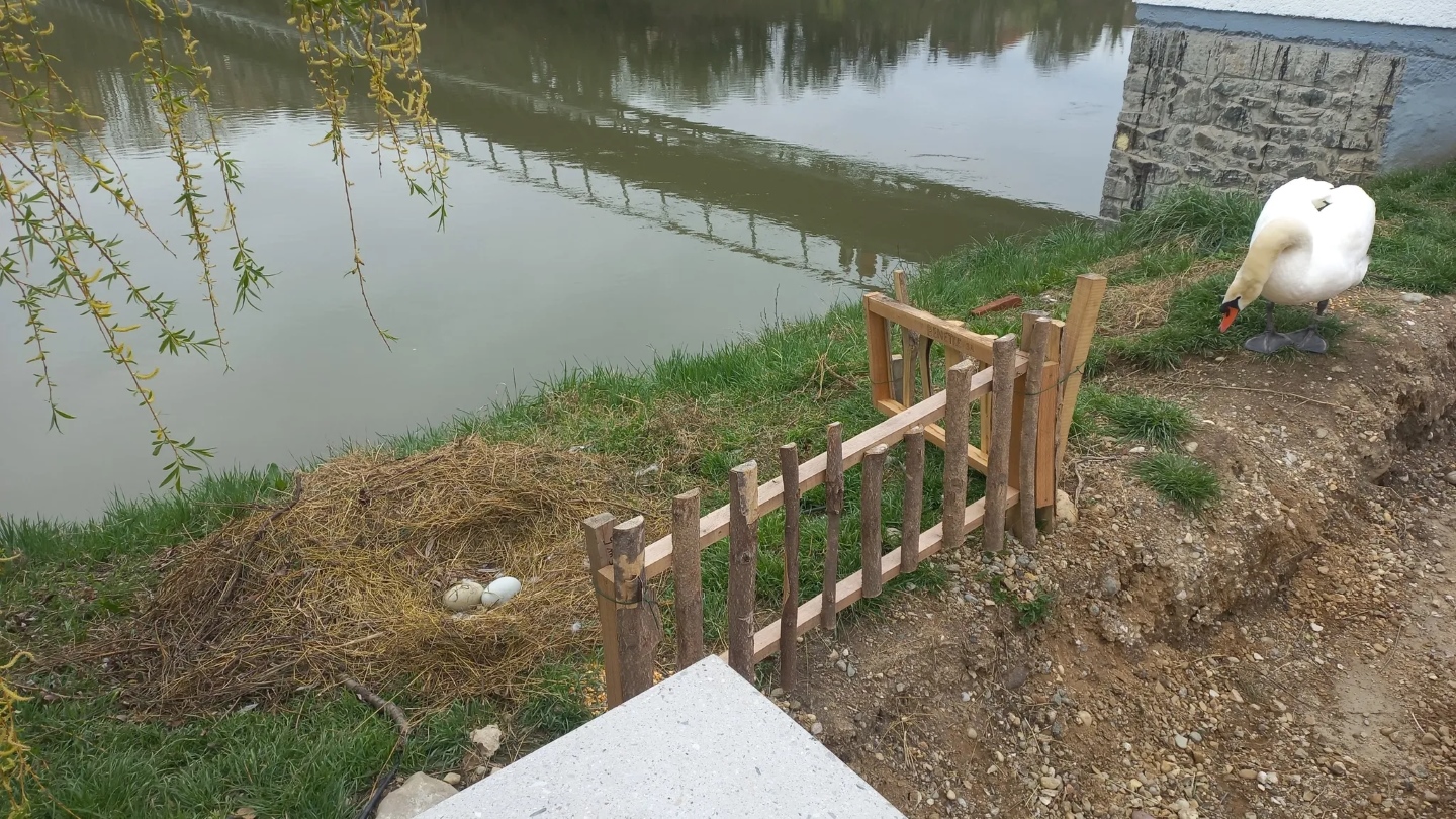 V eni sami noči na Lentu izginila celotna generacija mladičev